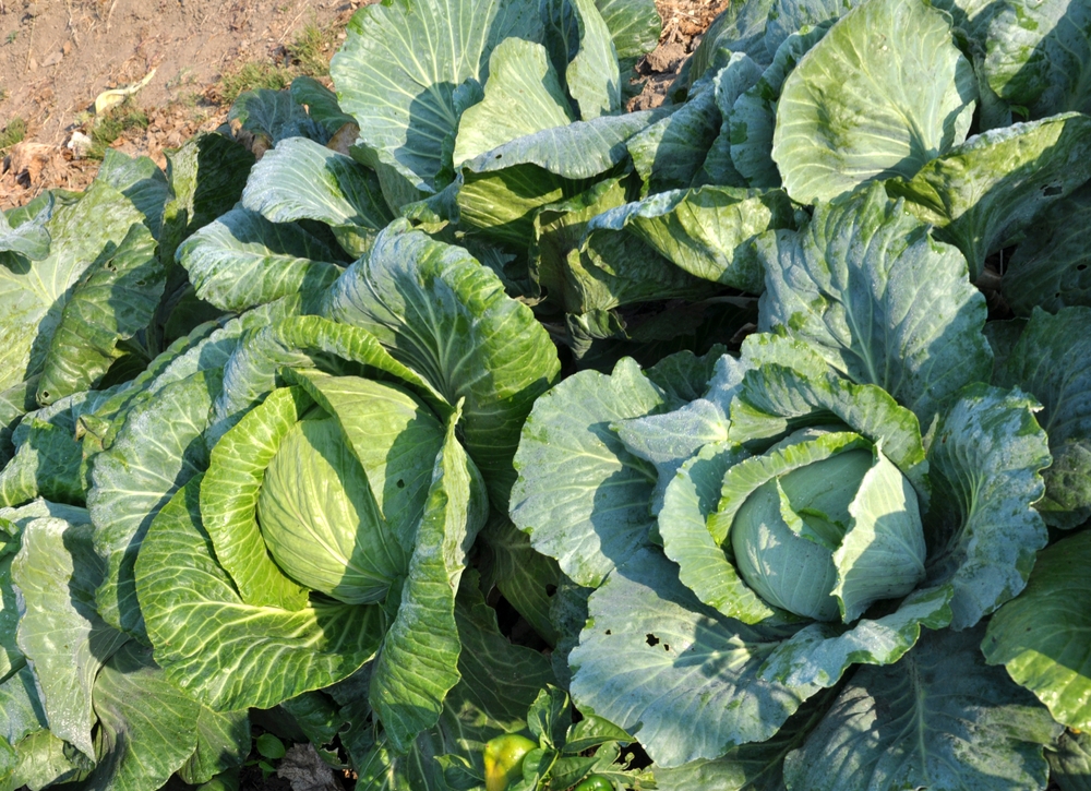 cabbage growing