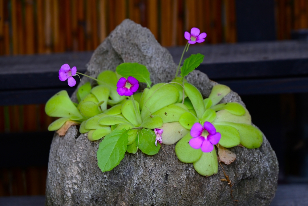 Butterwort
