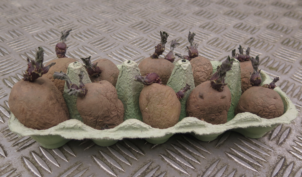 chitting potatoes in an egg tray