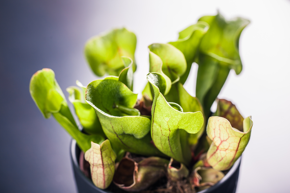 Heliamphora