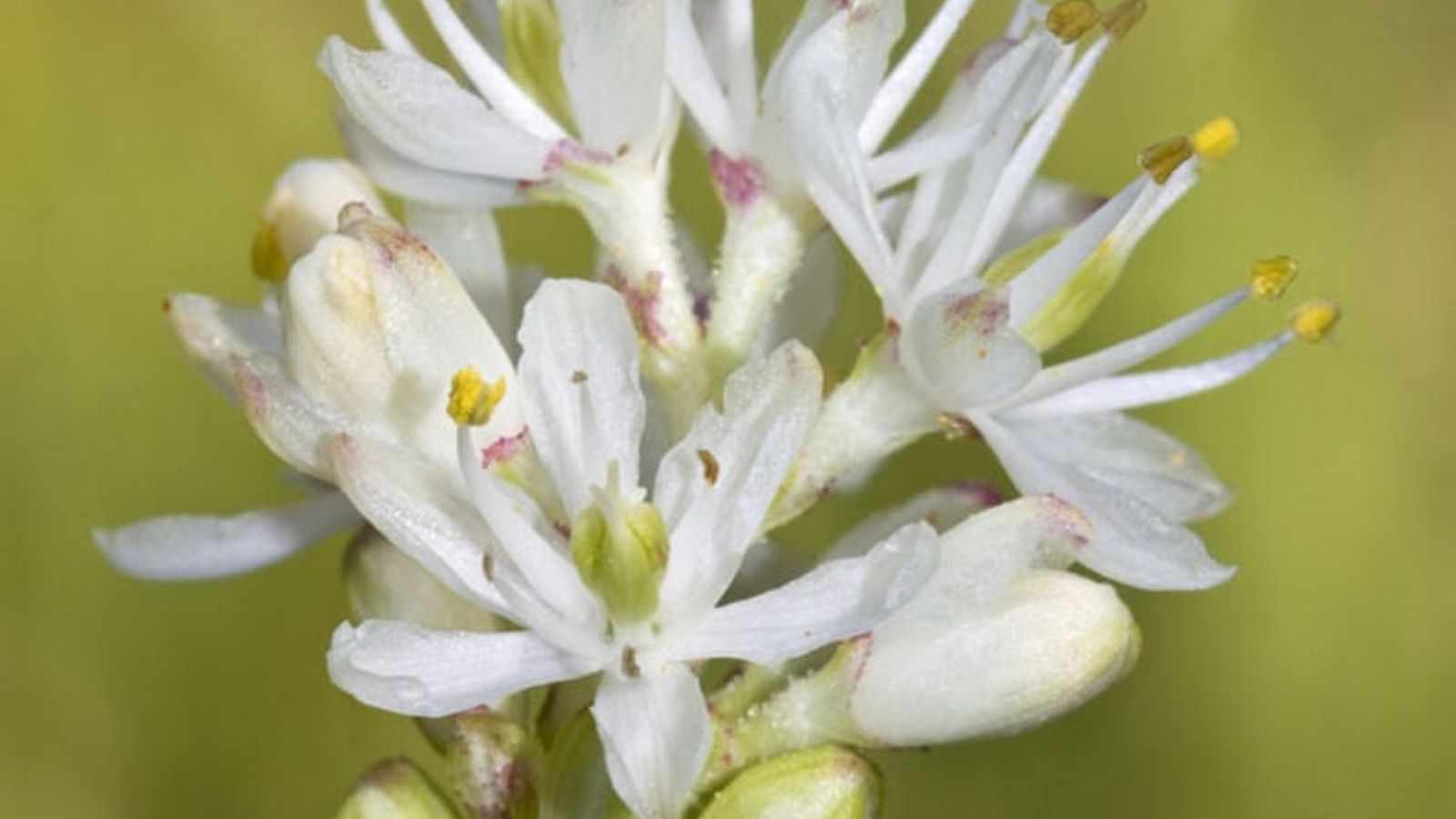 triantha occidentalis