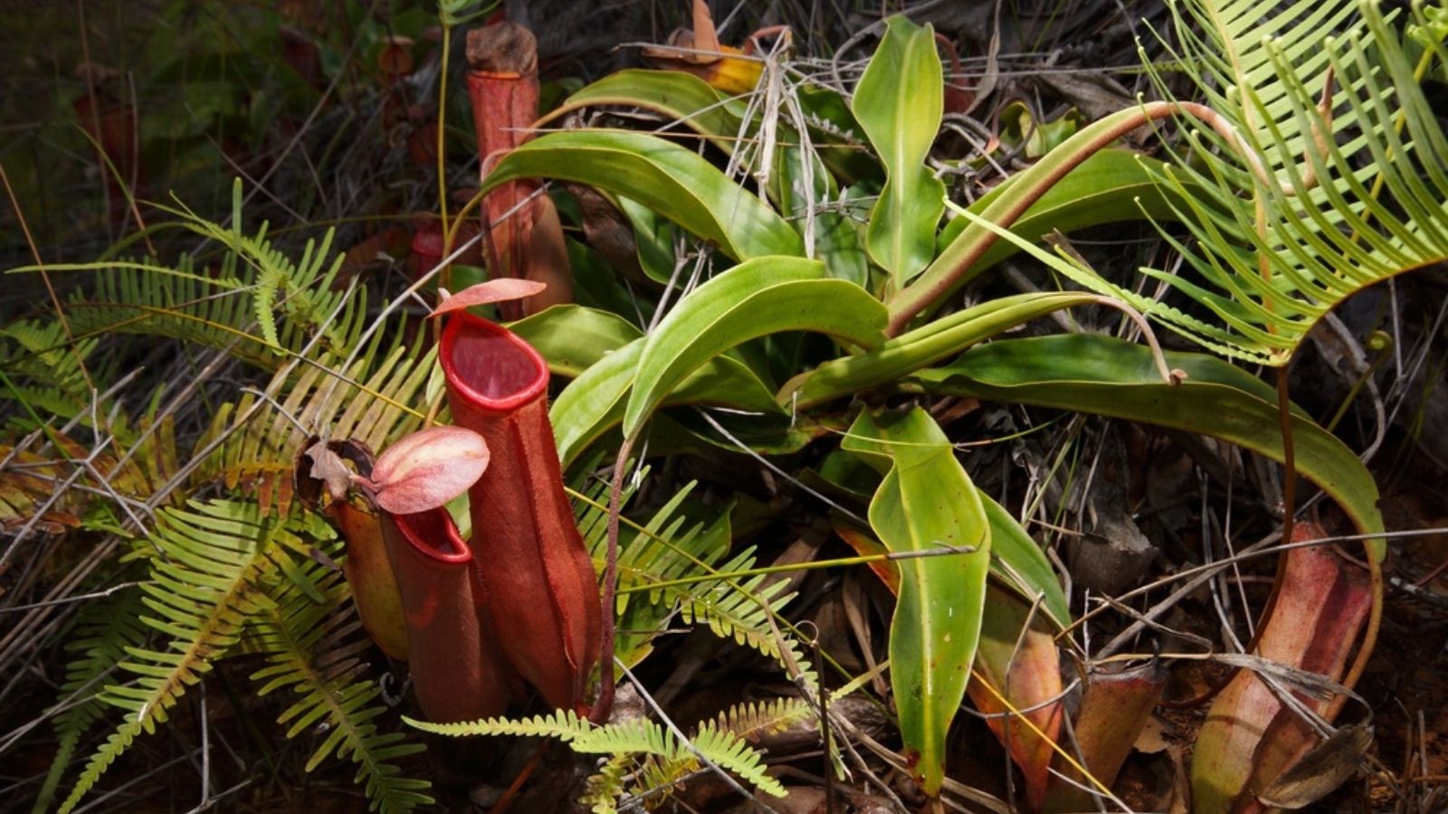 tropical pitcher plant