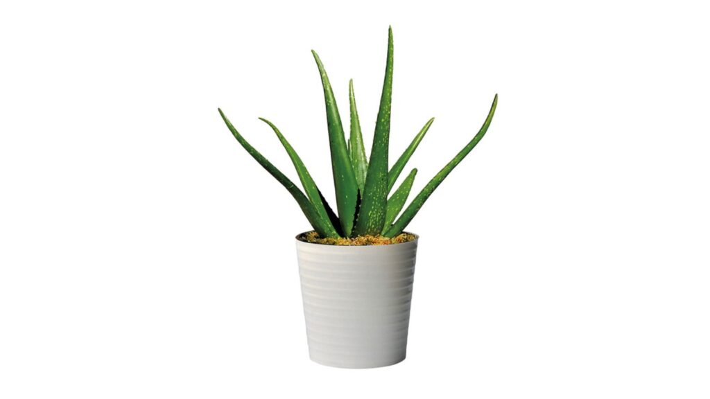 10-inch aloe vera plant