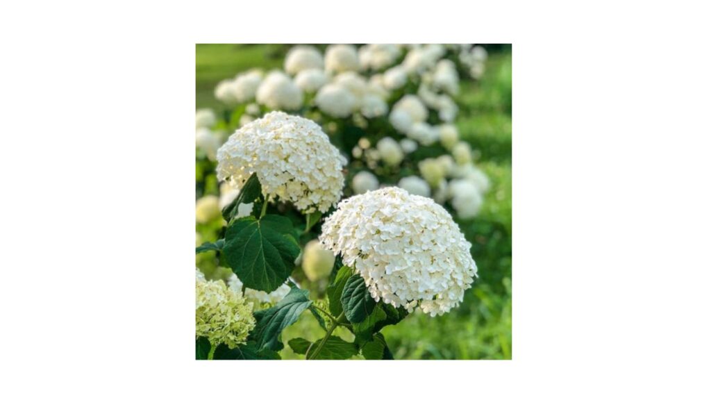 Gardenline Annabelle hydrangea