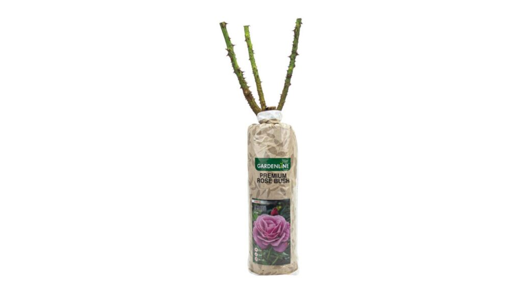 Gardenline premium rose bush