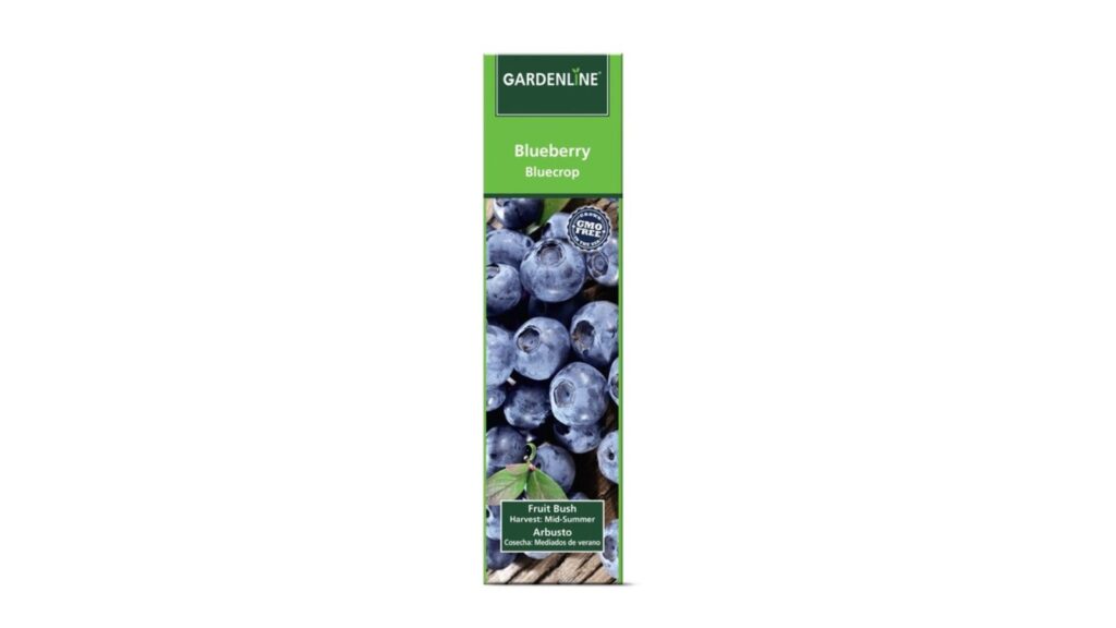 blueberry bush
