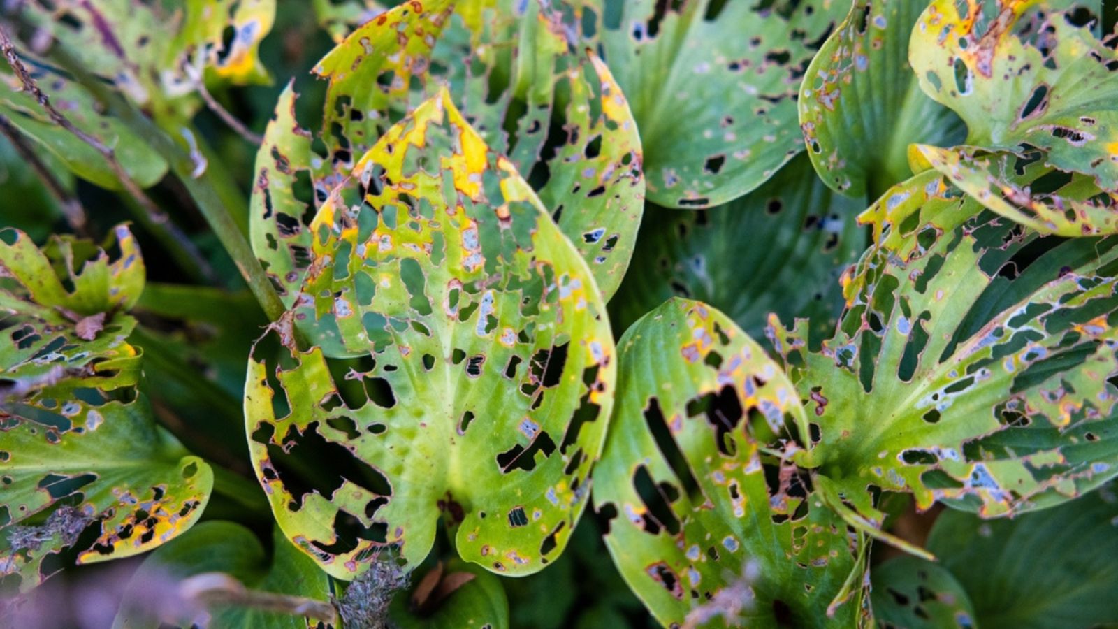 diseased plant in the garden