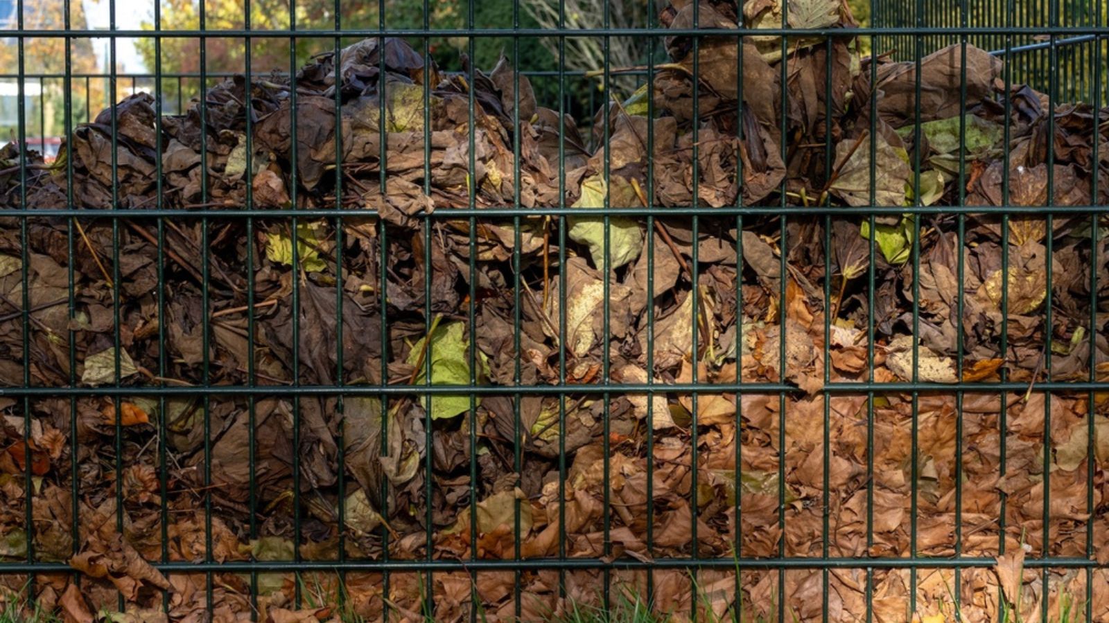 dried leaves in wire mesh bin