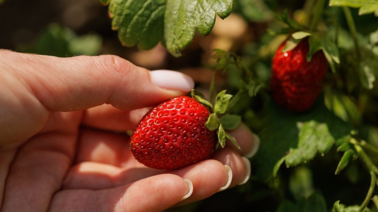 picking fresh strawberries