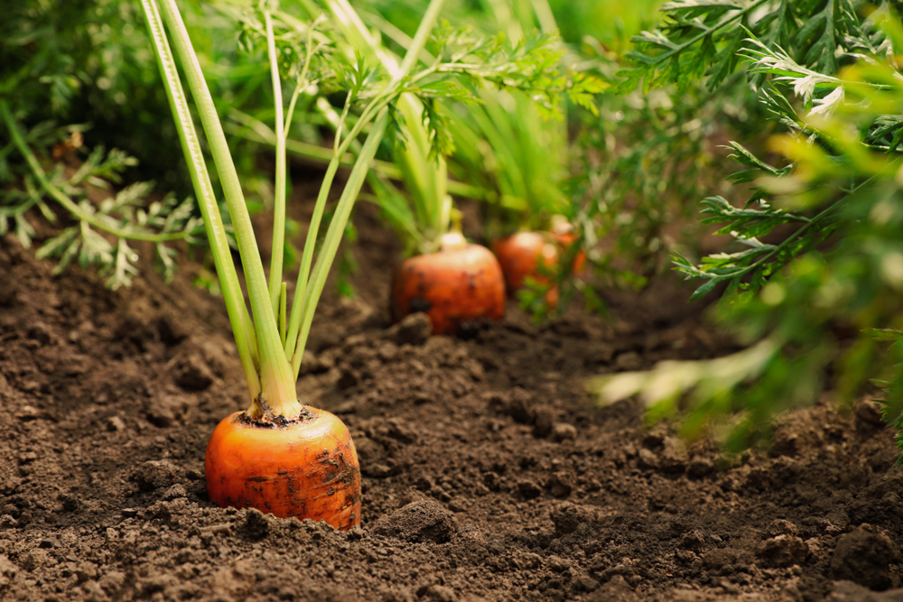 carrots growing