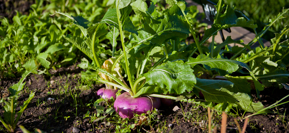 turnips growing in the garden