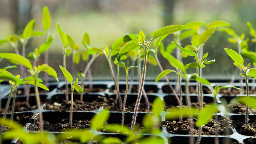 leggy tomato plants