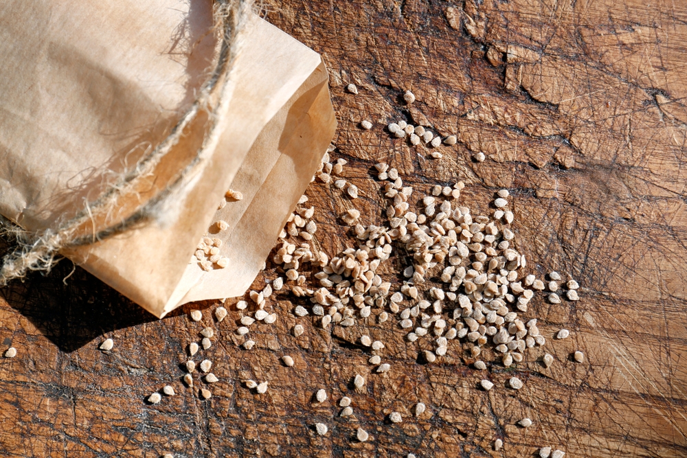 close up of tomato seeds
