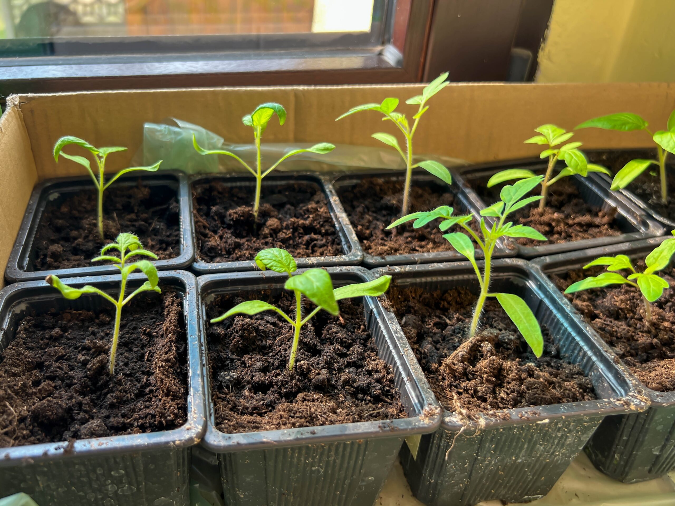 tomato seedlings in individual pots