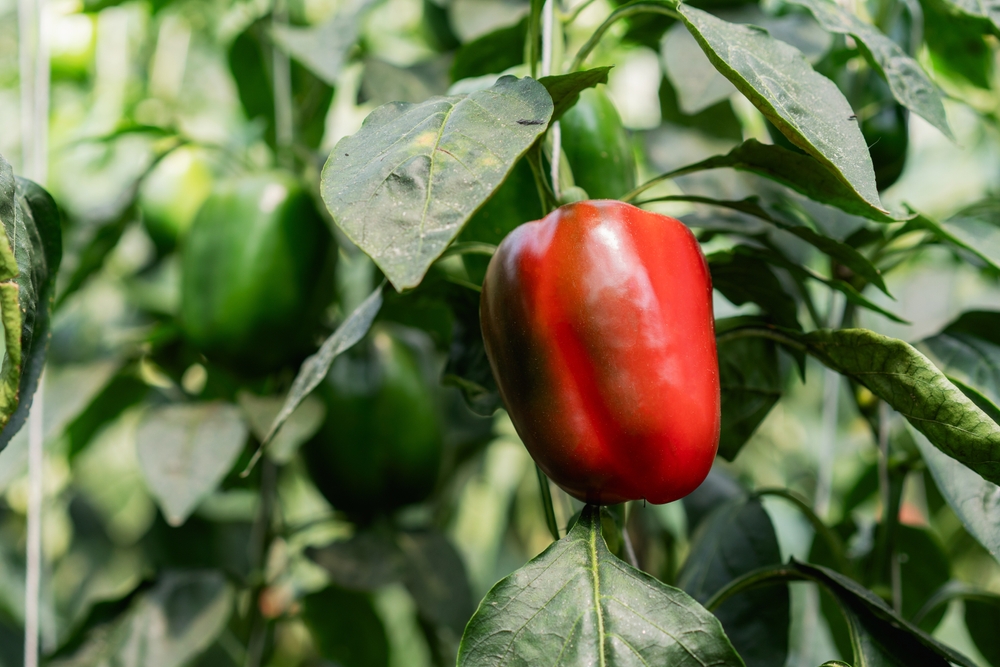 bell peppers growing in garen