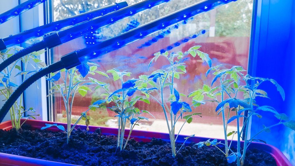 tomato seedlings under grow light