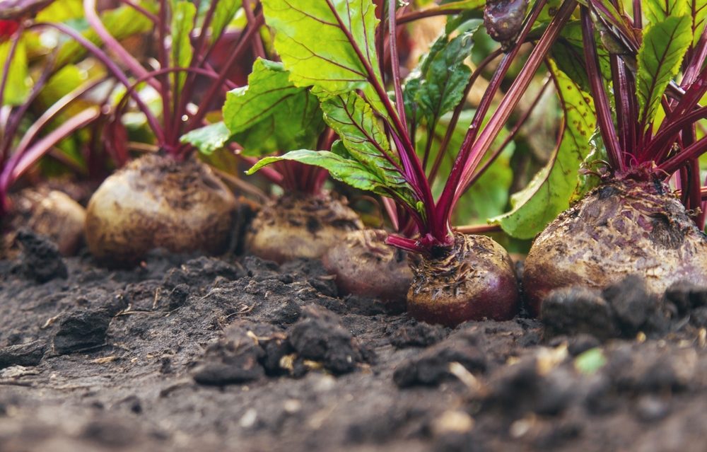 beets growing in garden