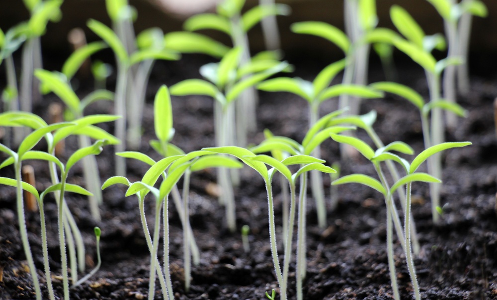small leggy tomato seedlings