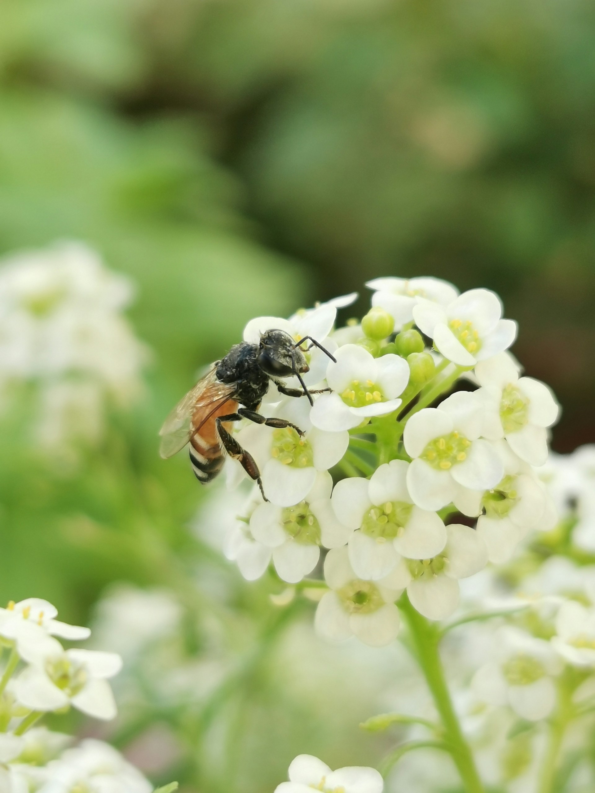 bee on Sweet Alyssum