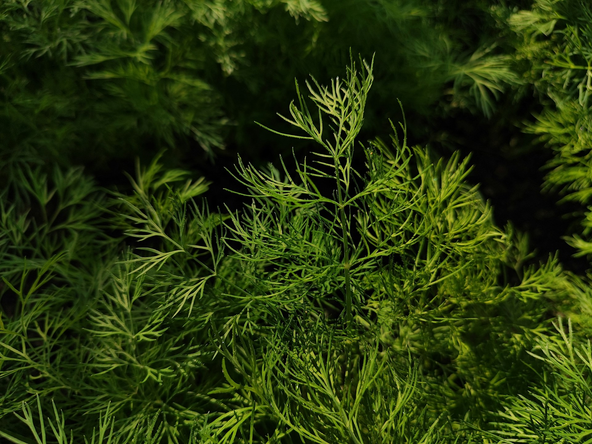 dill growing in the garden