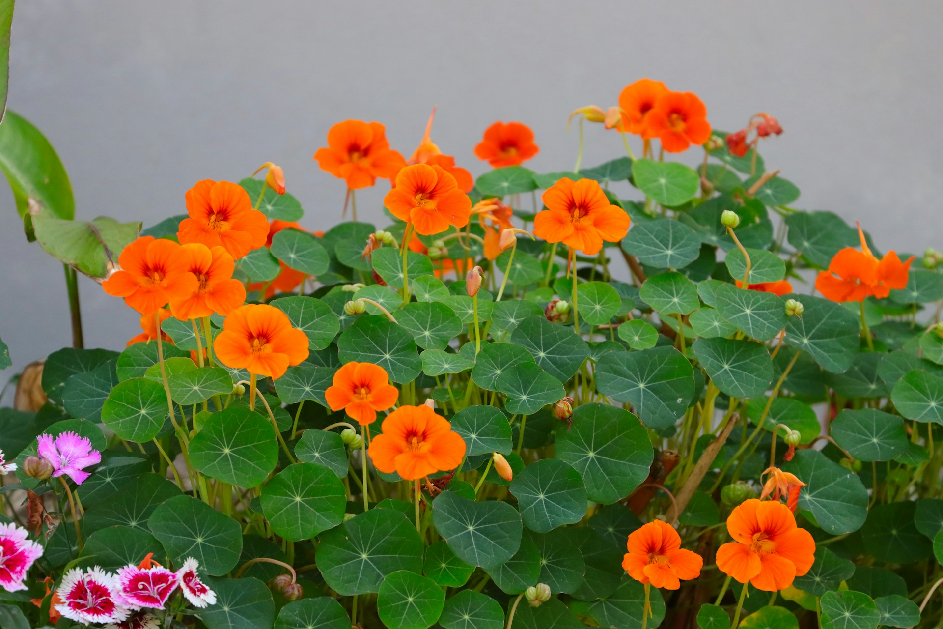Nasturtiums in the garden