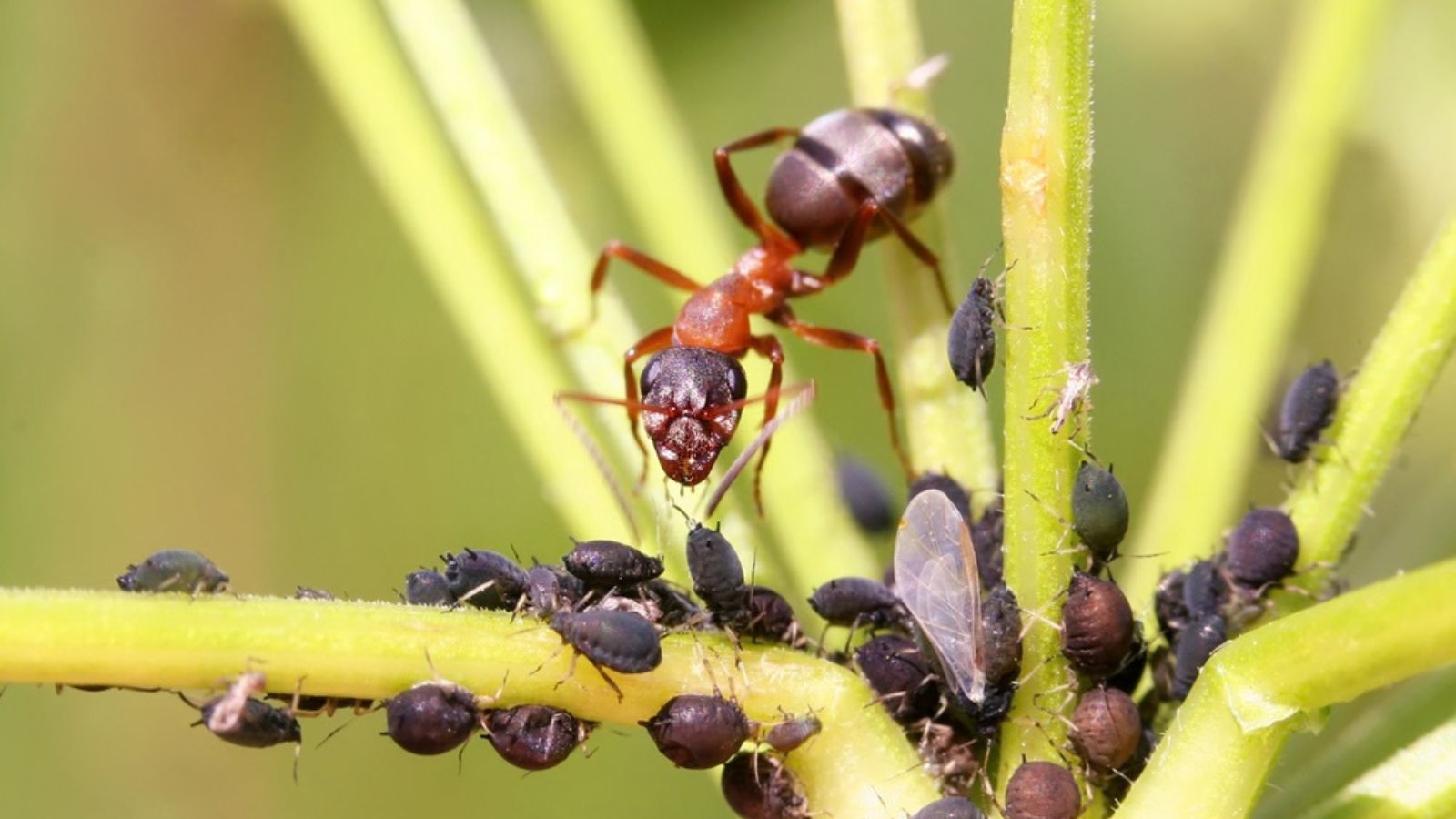 ants farming aphids