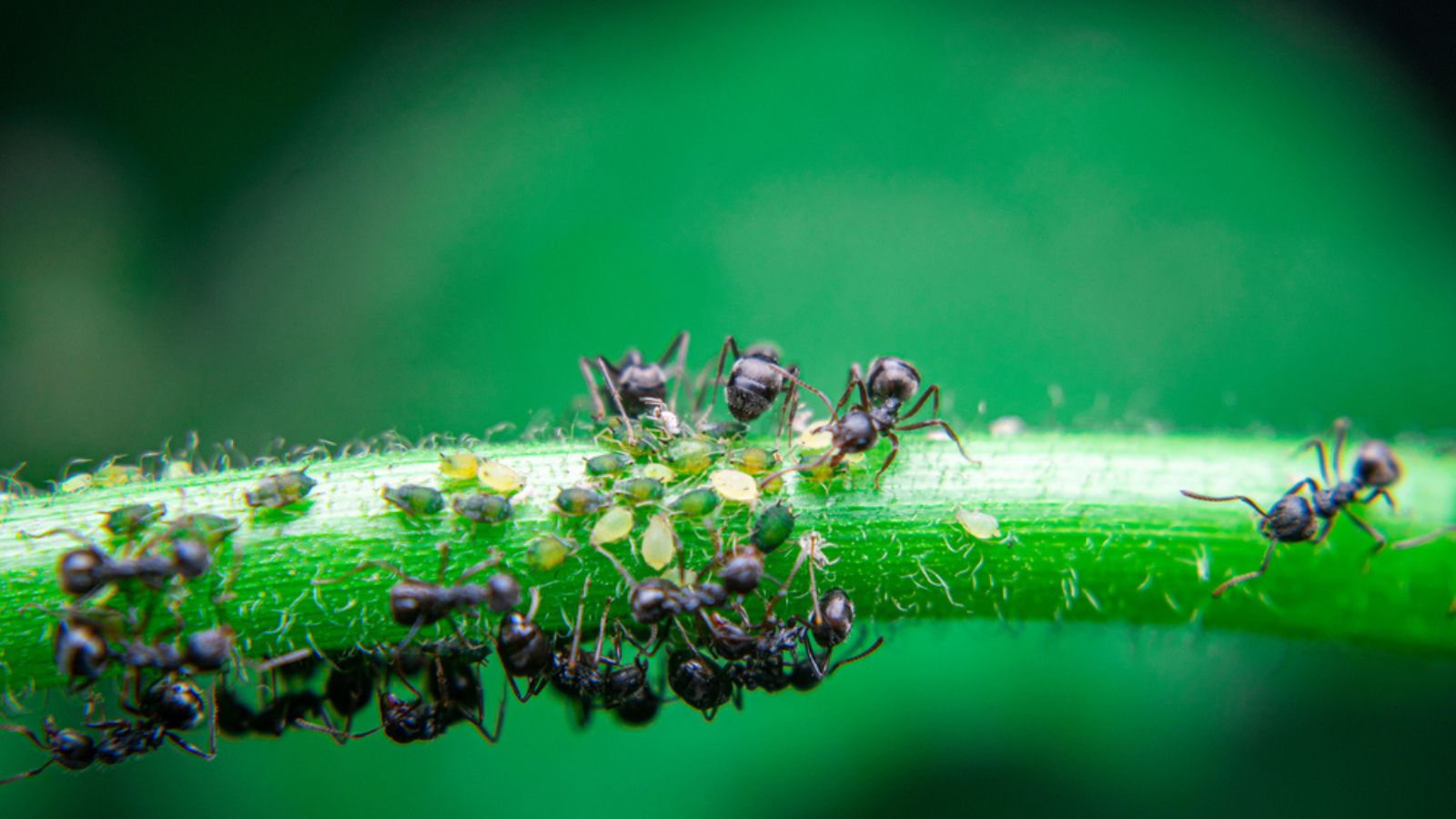 ants harvesting aphids ants farming aphids