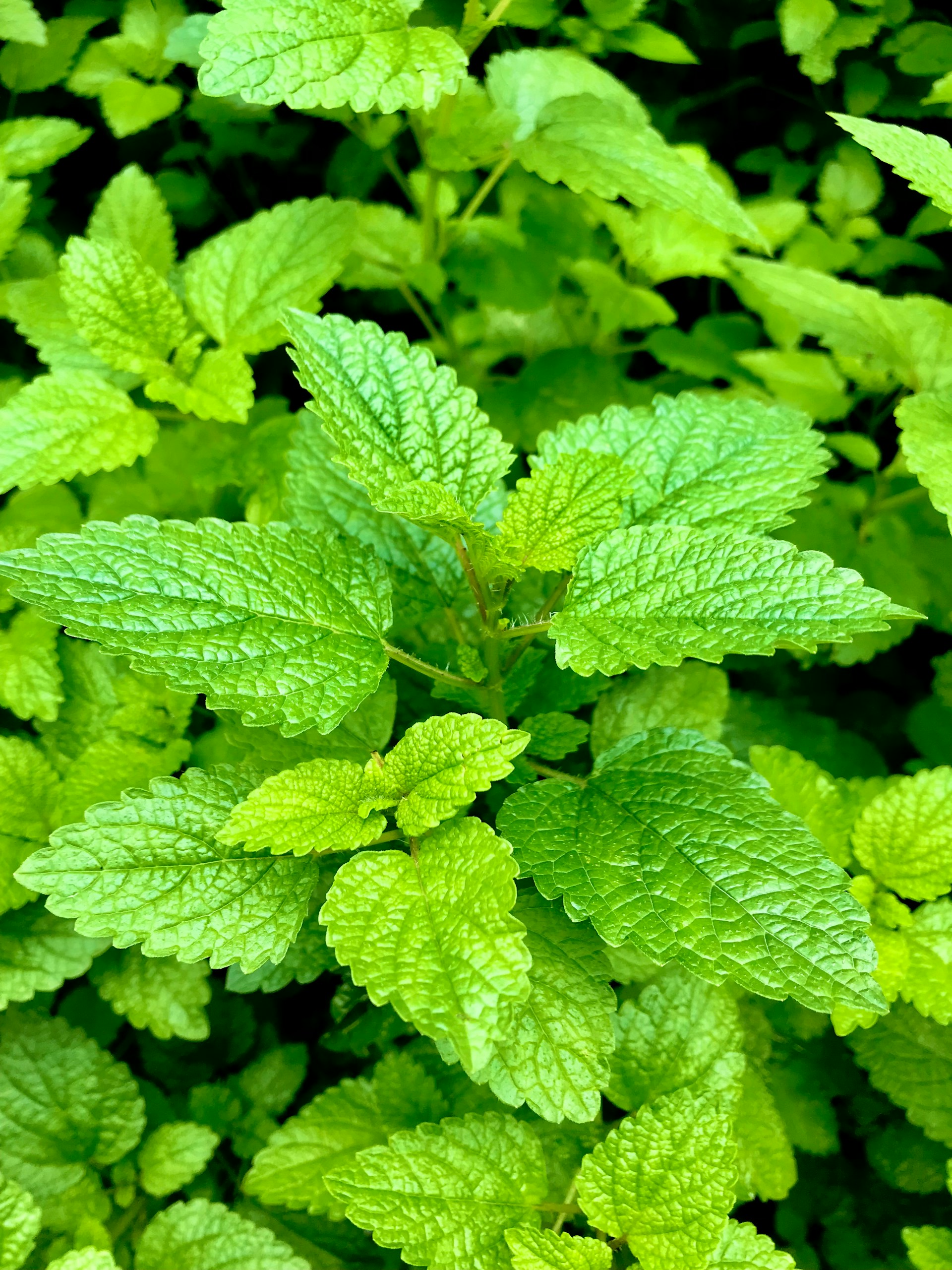 growing catnip