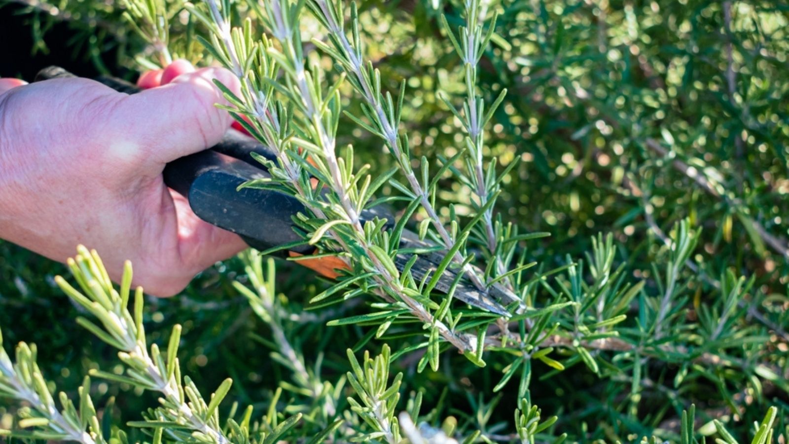cutting rosemary with sharp snips
