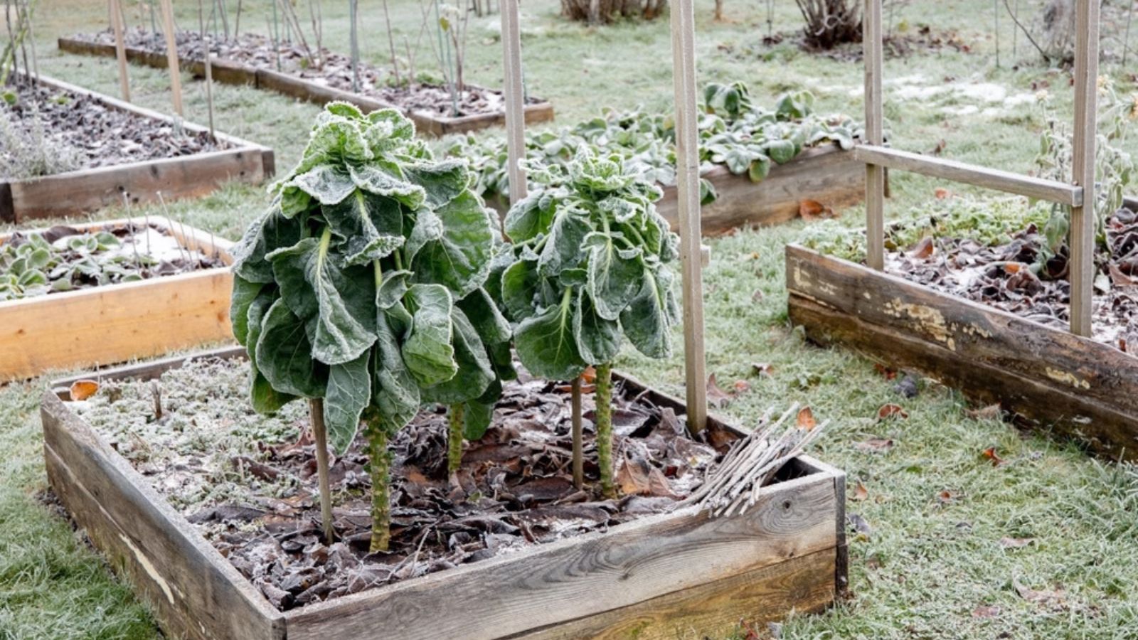early frosts in the garden