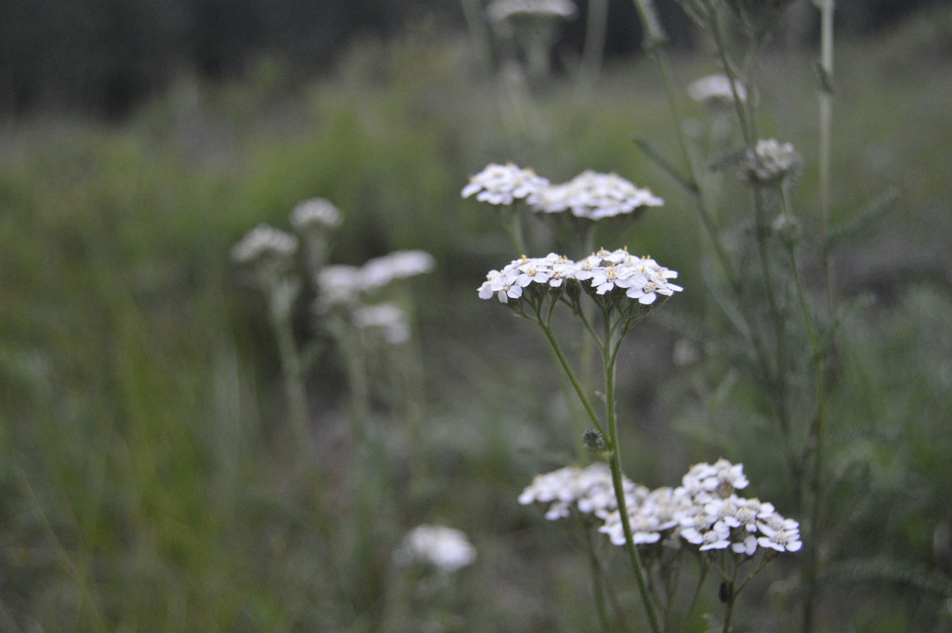 growing yarrow