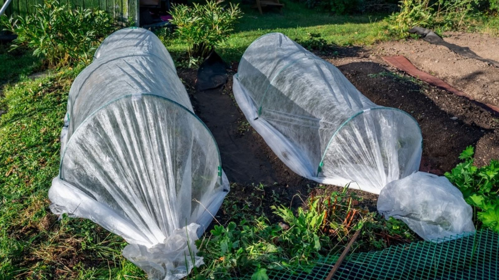 hoop tunnel on plants in winter