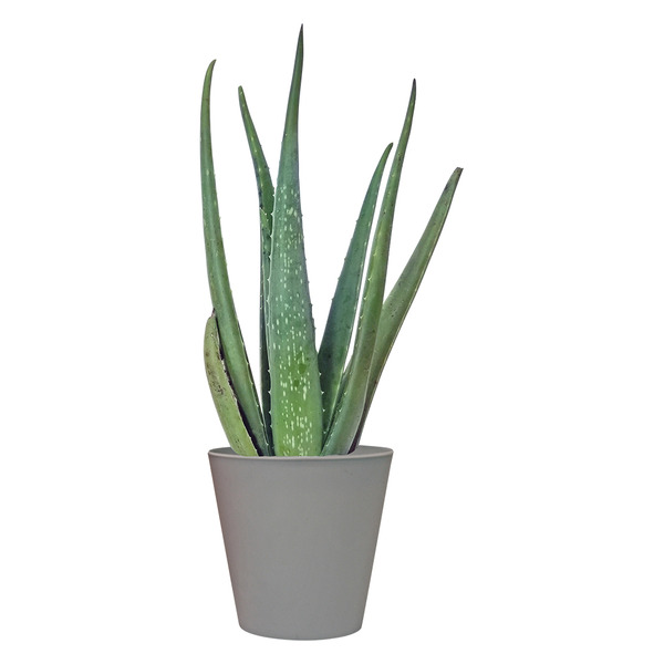 Aloe vera plant