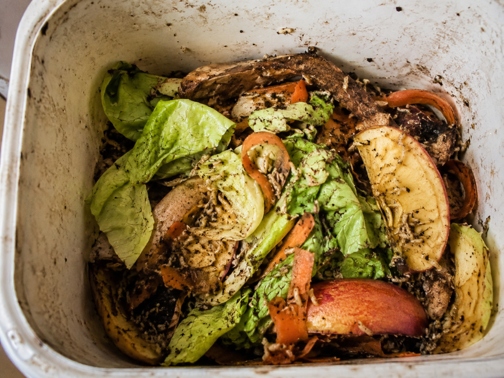 Maggots in food bin