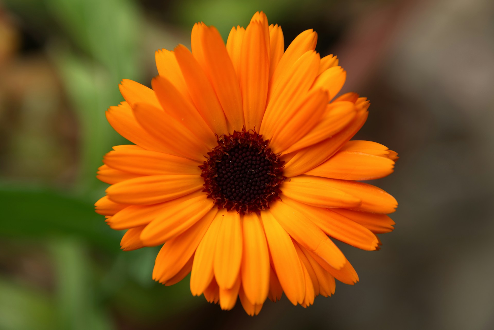 Calendula