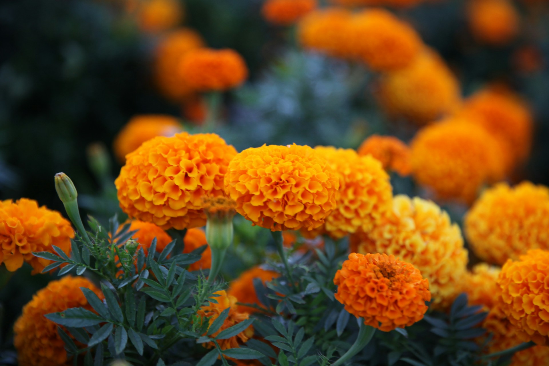 Tagetes Marigold