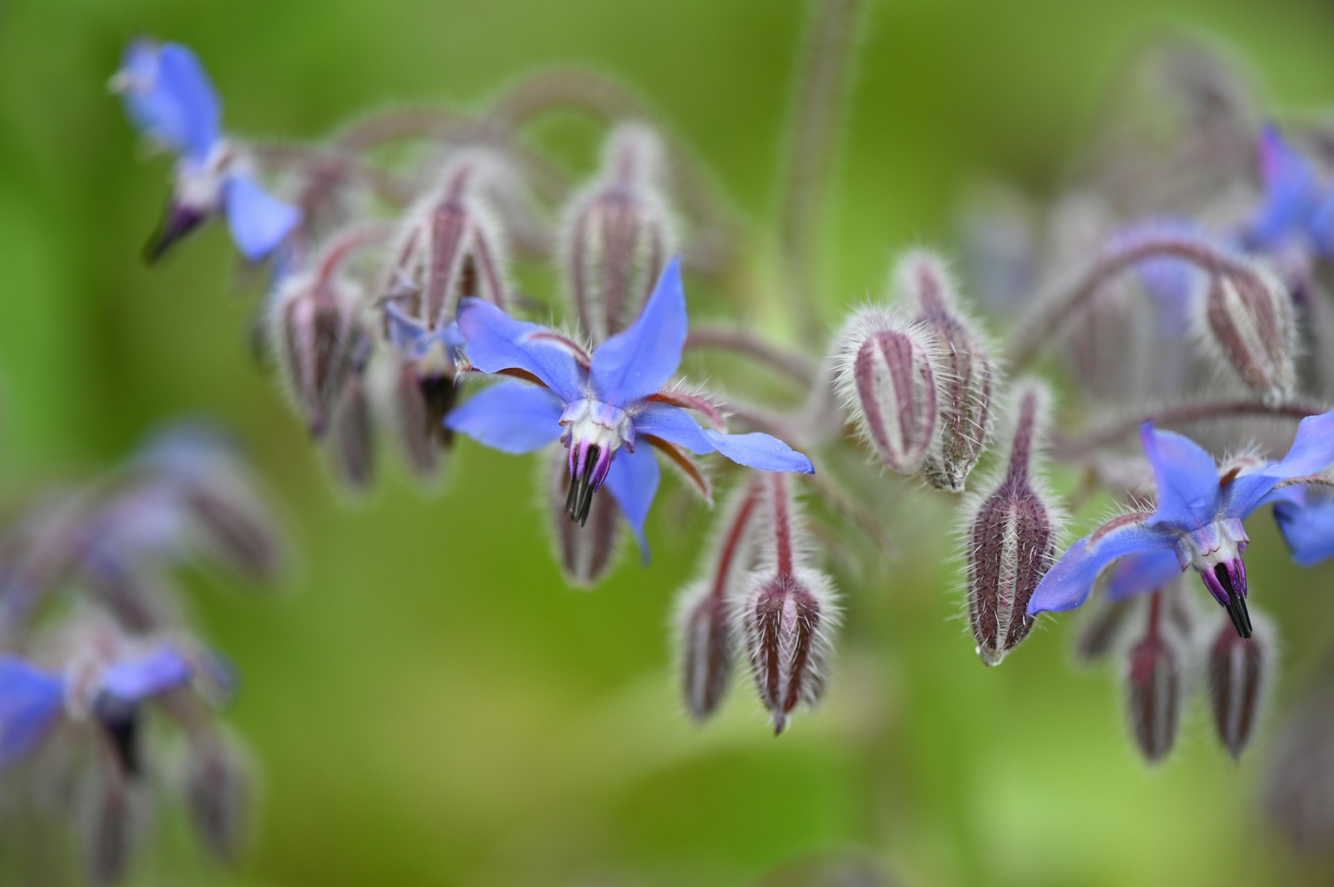 Borage