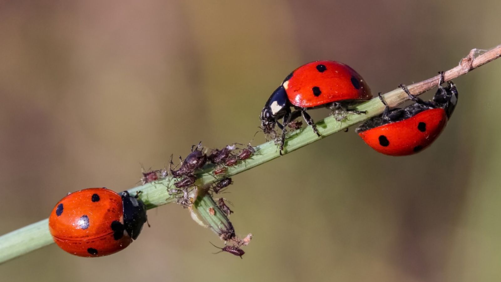 ladybirds eating aphids