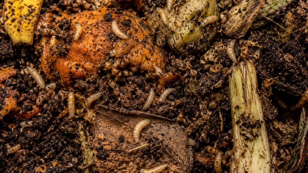 maggots in compost heap