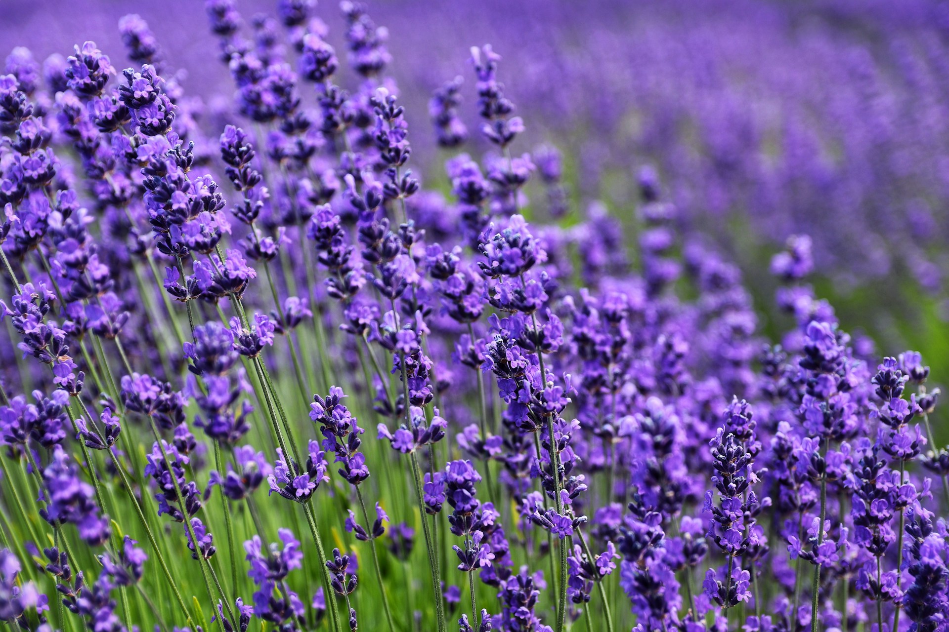 lavender growing