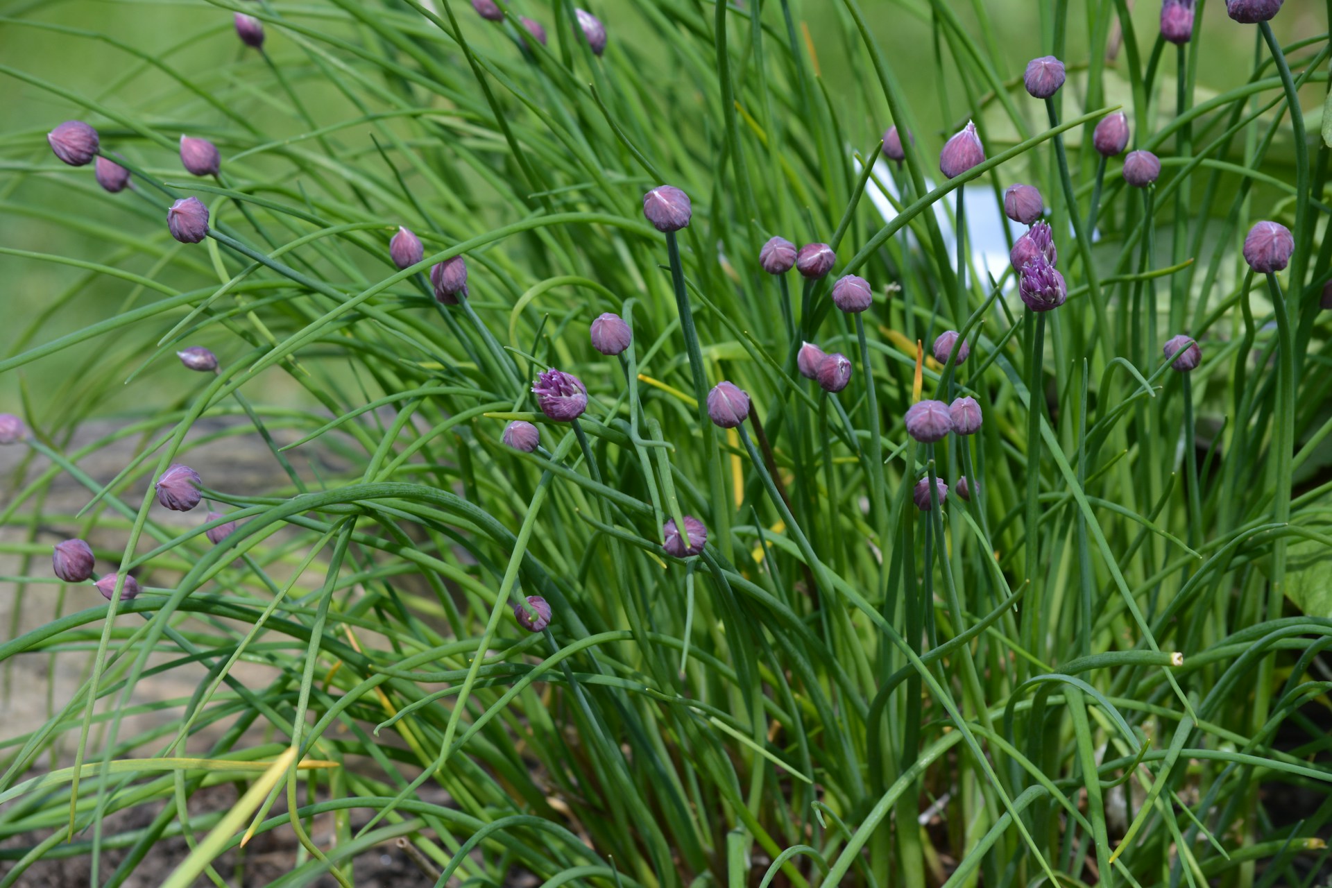 chives growing in the garden