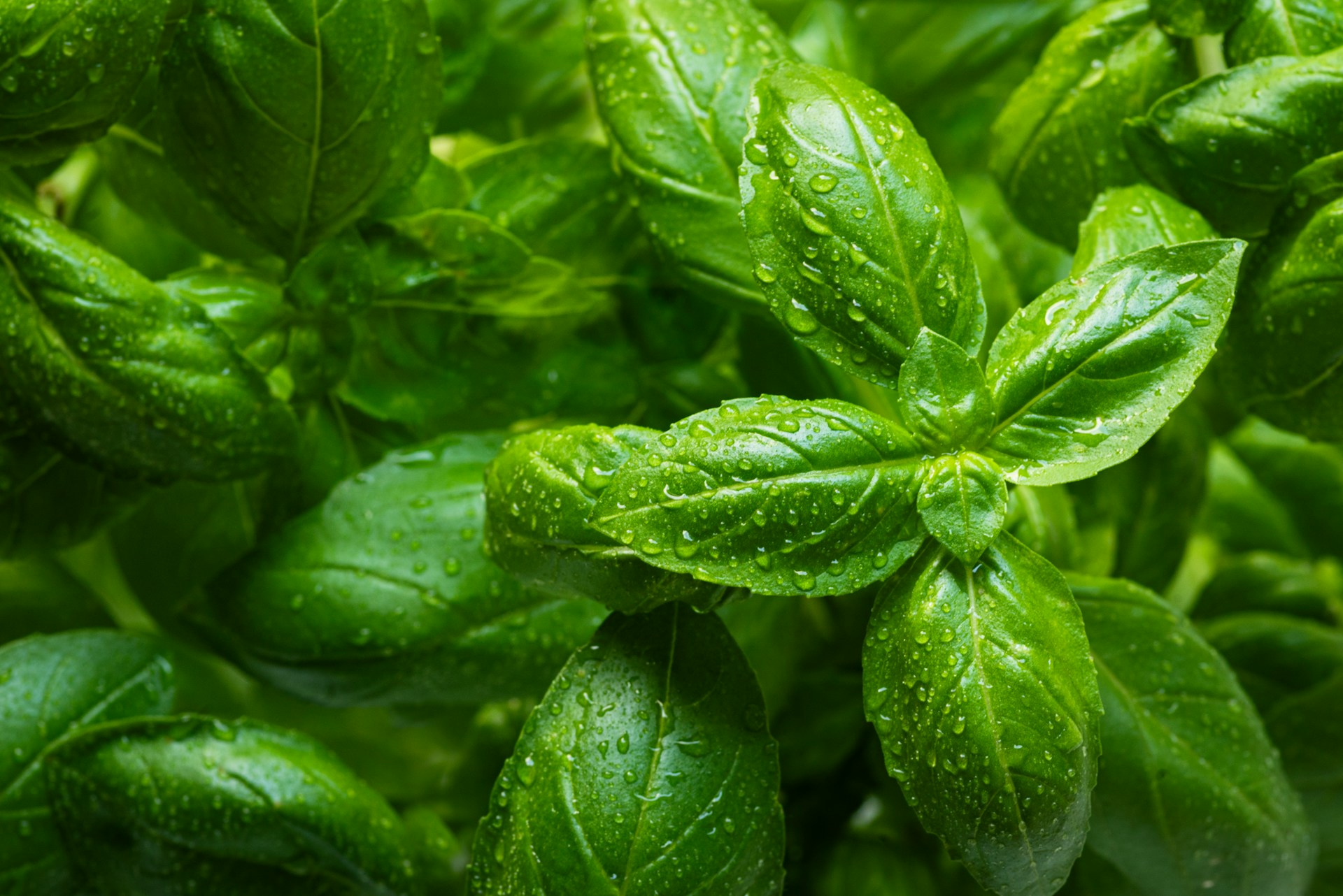 growing basil