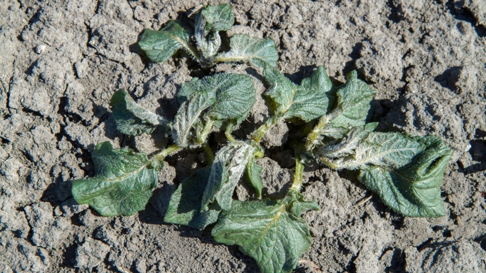 potato plants affected by frost