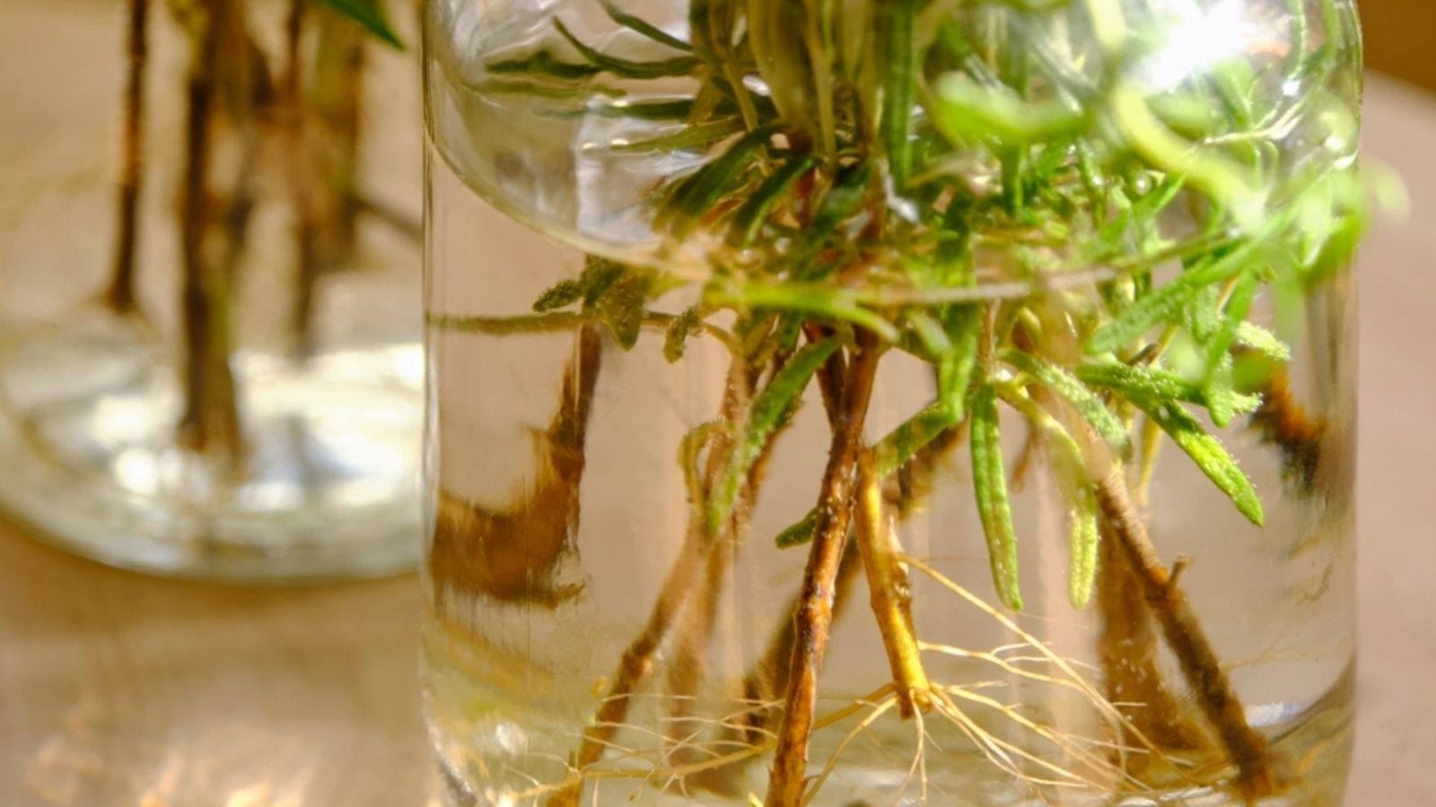 rosemary cuttings in water