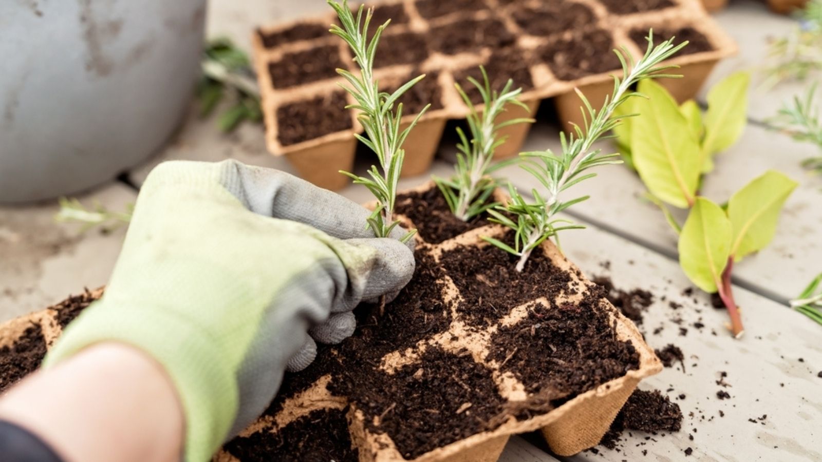 rosemary cuttings replanted