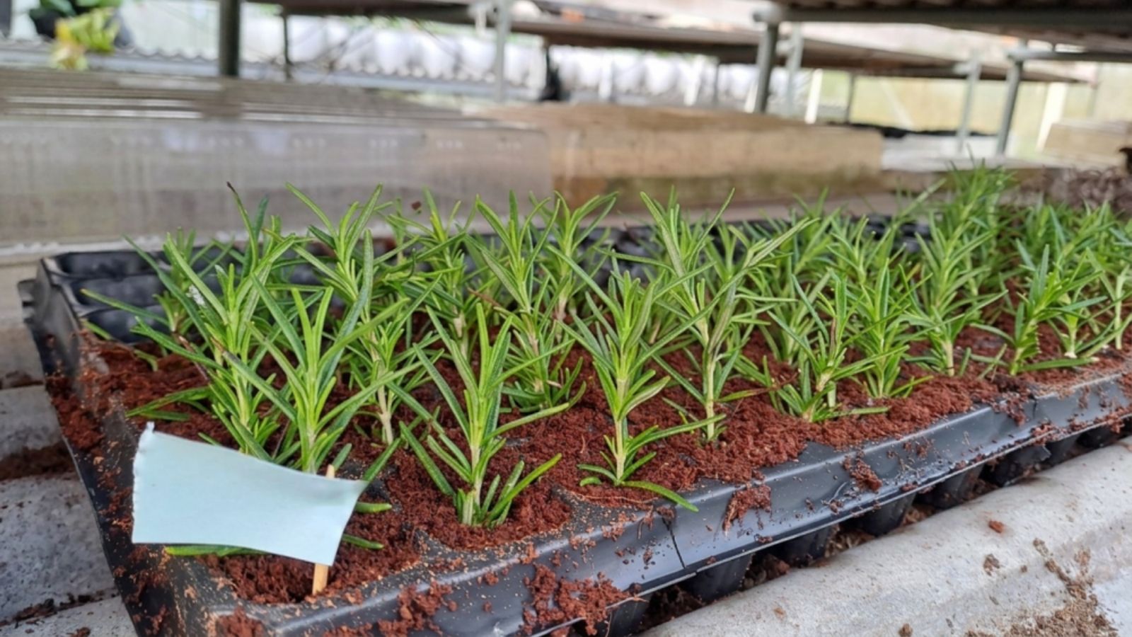 rosemary cuttings