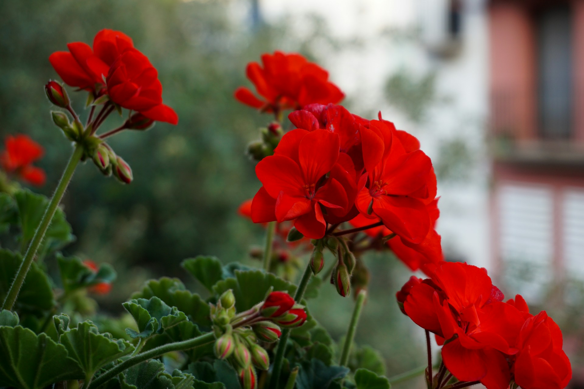 growing geraniums