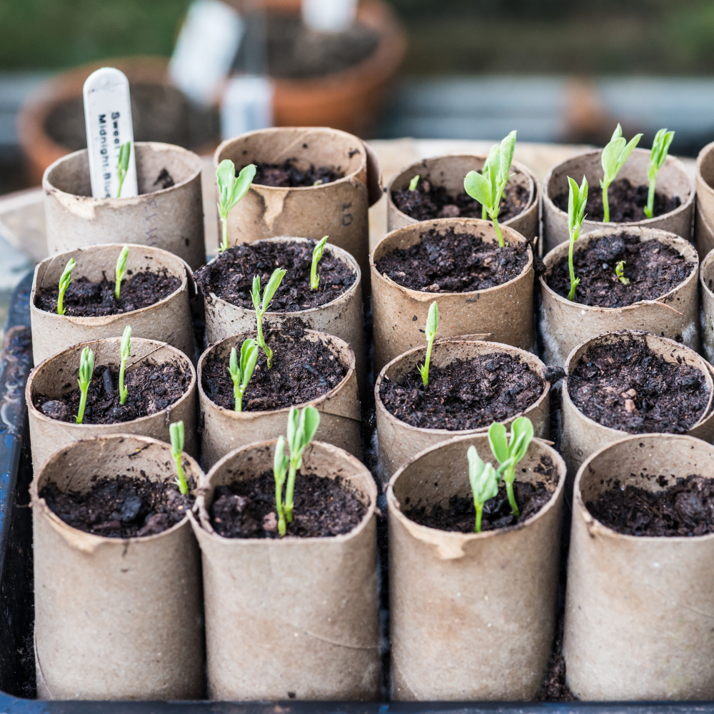 seeds growing in toilet roll tubes