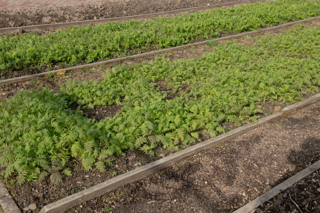 green manure growing in garden bed