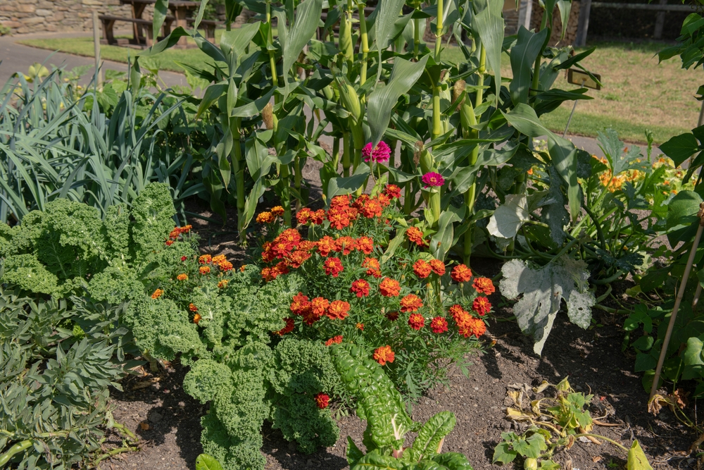 companion planting in the garden